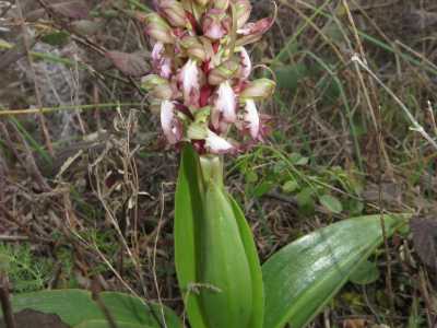 Infine l�ultima meraviglia del posto: le orchidee selvatiche. Il naturalista ha censito 14 specie, tra cui �L�orchidea di Robert�, di cui � presente un unico esemplare
